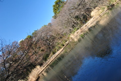 凍る池
