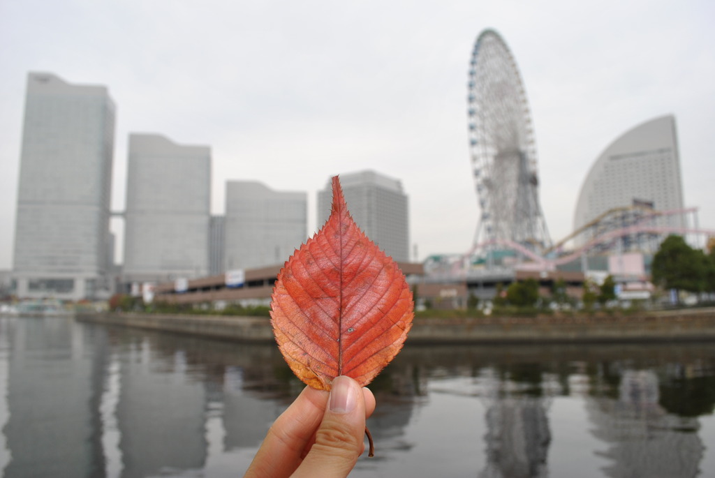 落ち葉