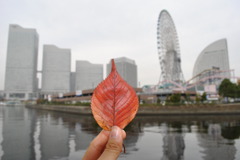 落ち葉