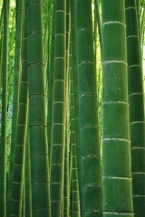 節目
