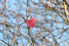 ちょこん
