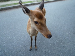 美人シカ