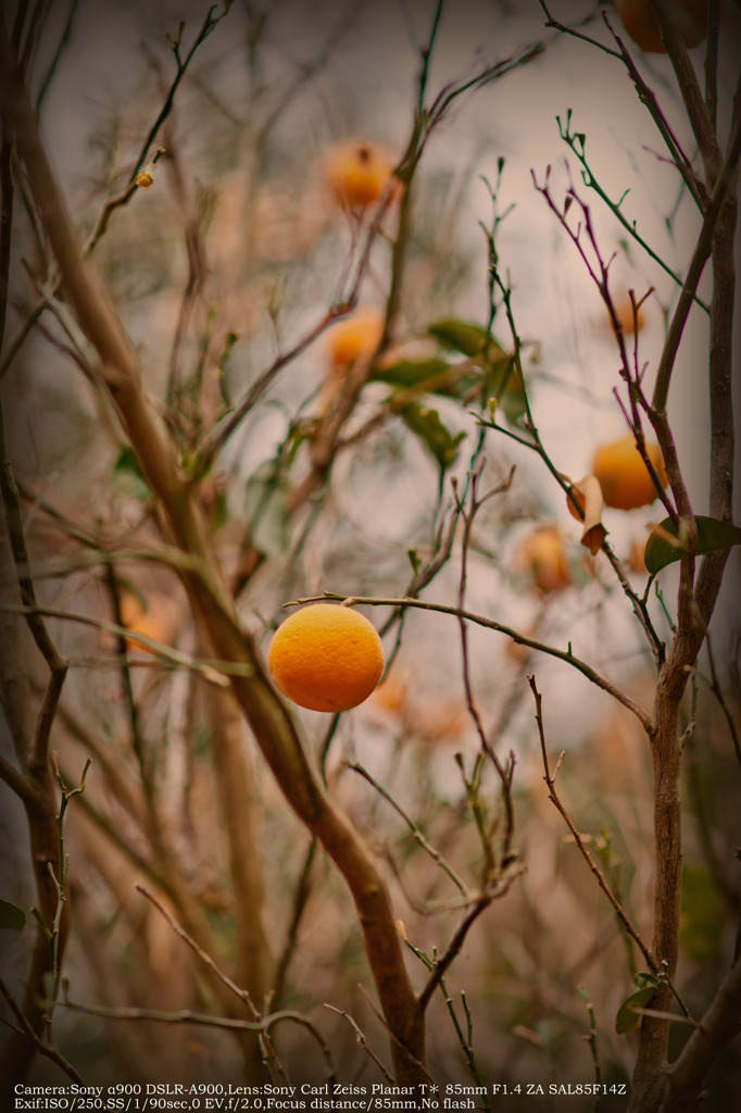 Bitter orange☆