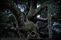 Forest of camphor tree☆