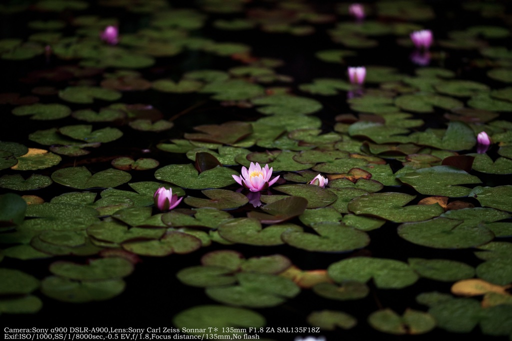 Water lily☆