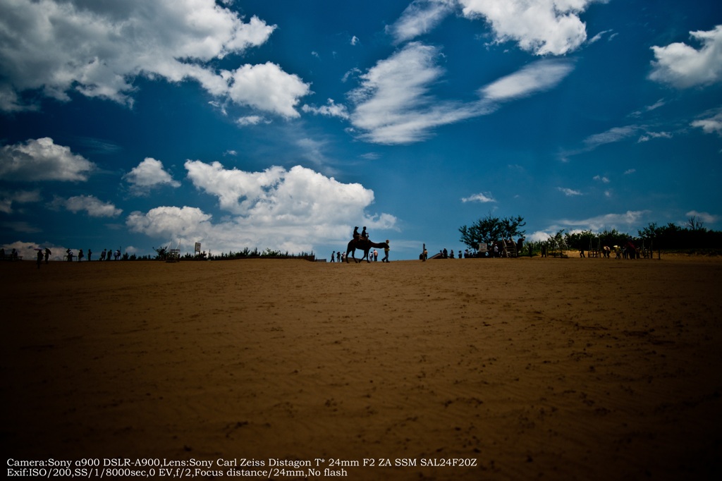 Camel in dune☆