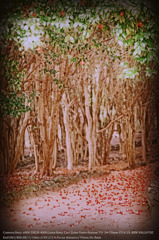 Camellia virgin forest☆