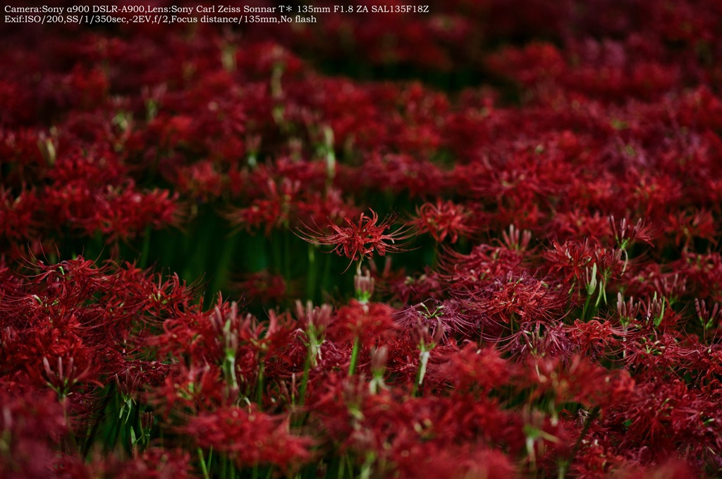 Spider lily☆