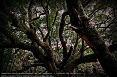 camphor tree Forest☆