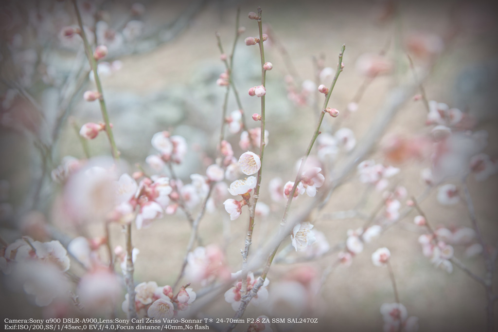 Plum blossoms☆