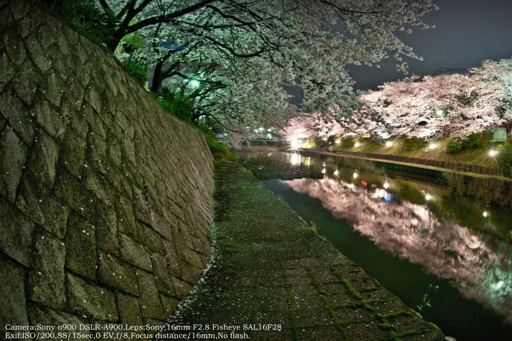 Fallen cherry blossoms☆