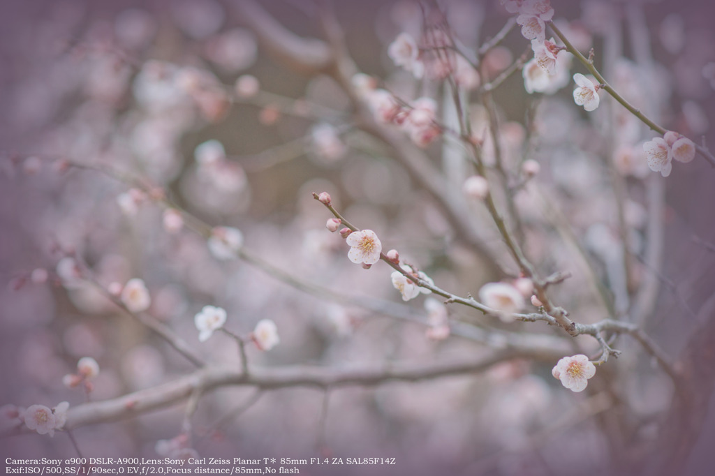 Plum tree☆