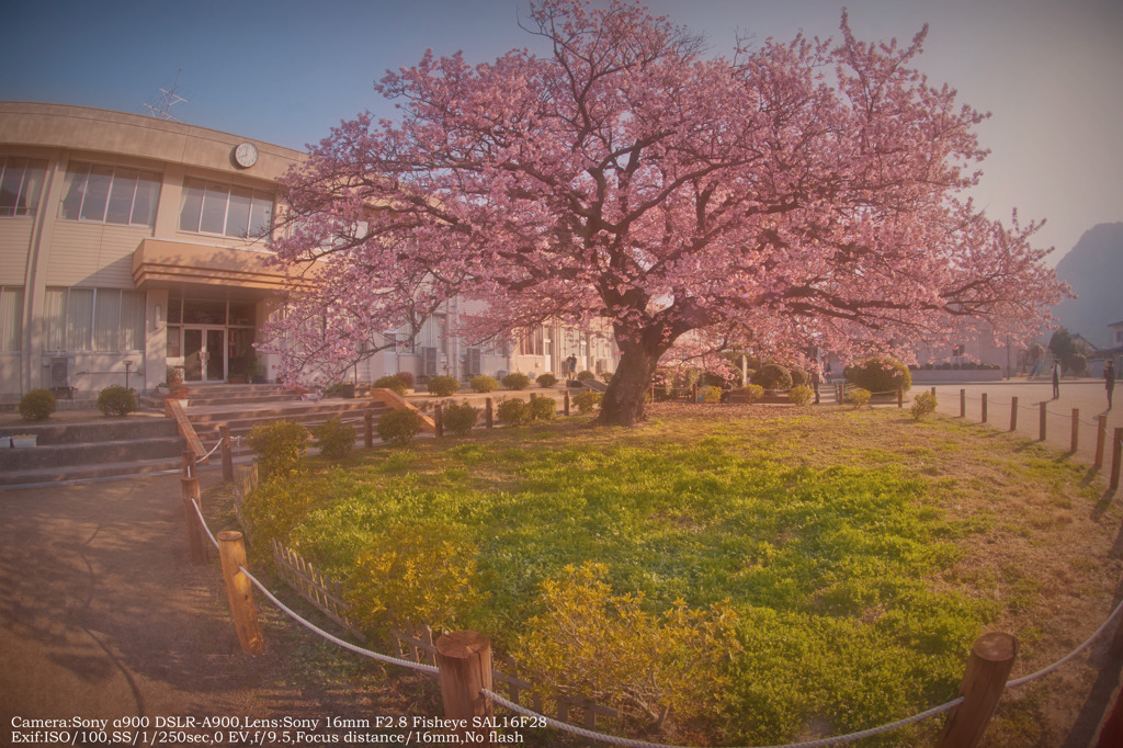 Kanzakura in The morning sun☆