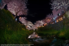 Row of cherry blossoms☆