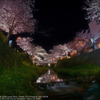 Row of cherry blossoms☆