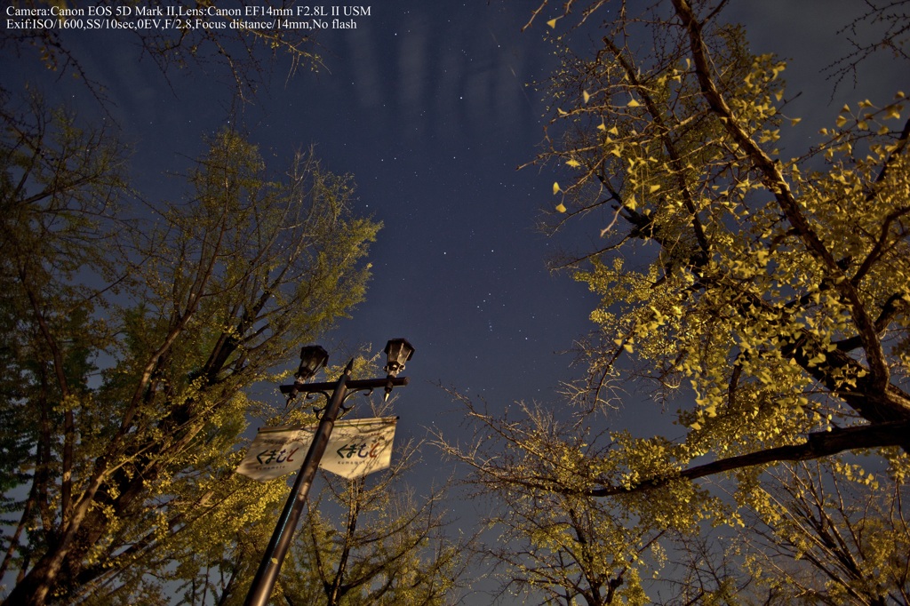 Orion and ginkgo☆