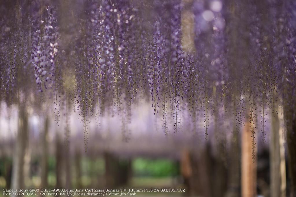 Wistaria trellis☆