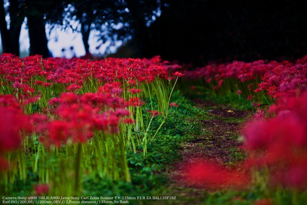 Spider lily Road☆
