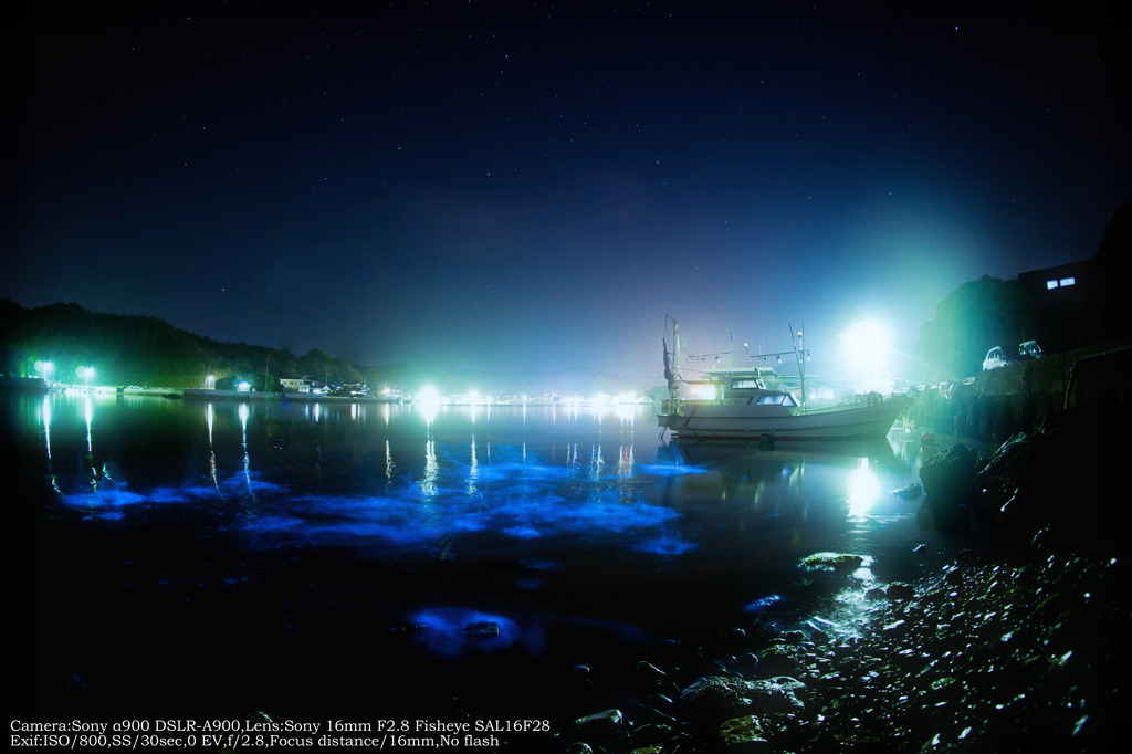 Noctiluca's port☆