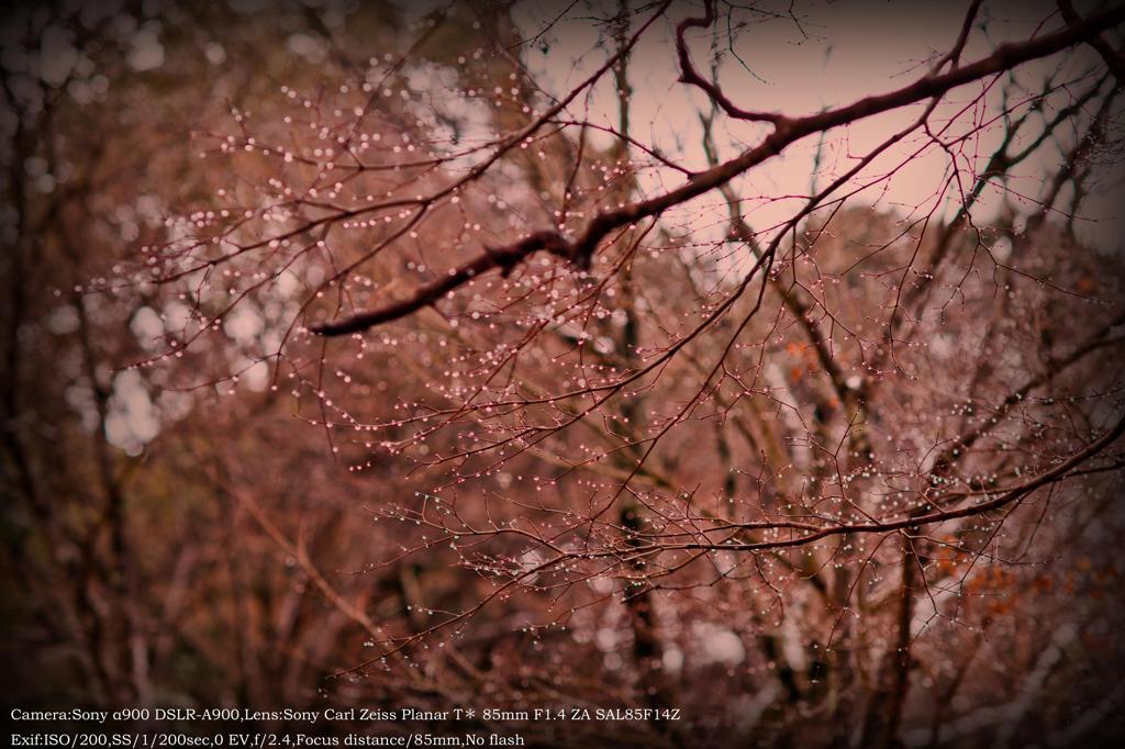 Cherry blossoms of drop of water☆