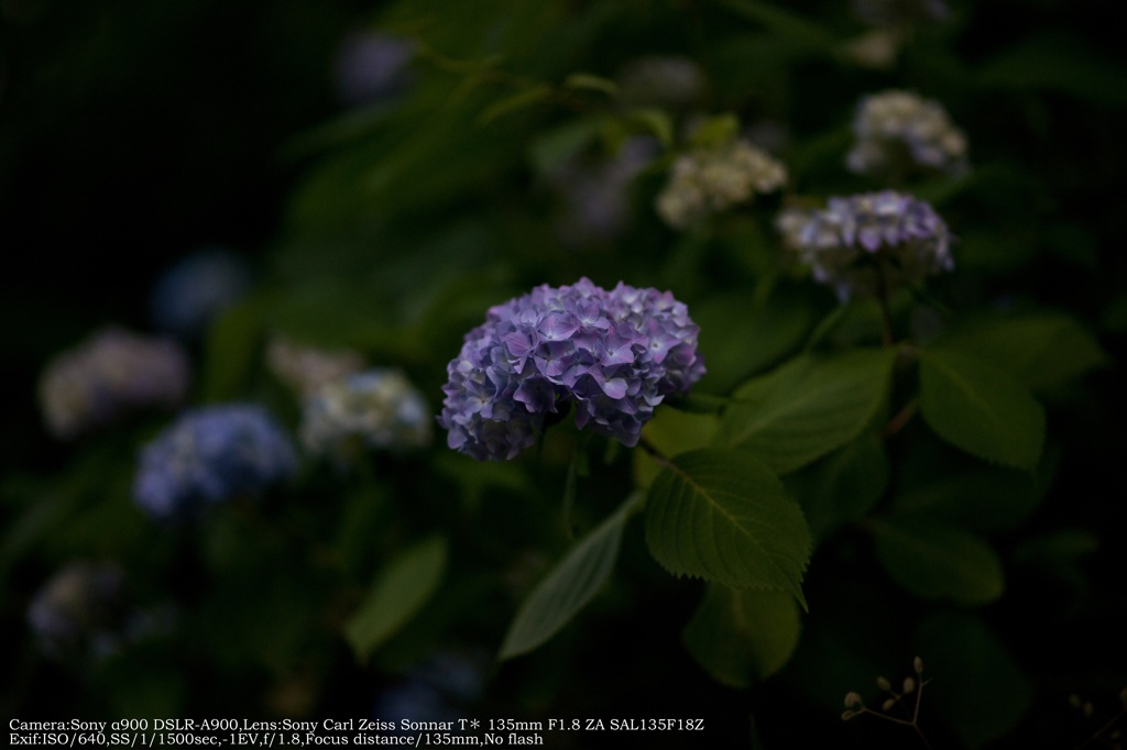 Hydrangea☆