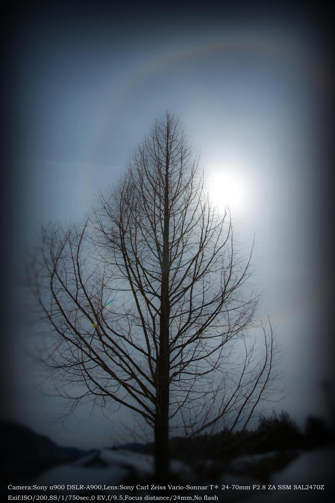 Tree of winter☆