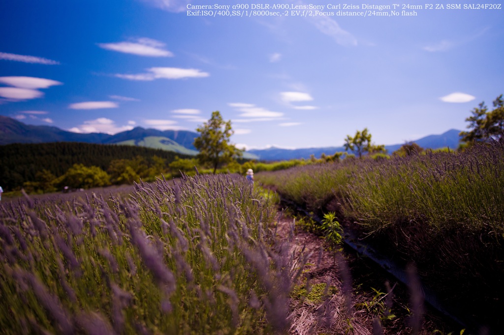 Lavender field☆