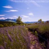 Lavender field☆