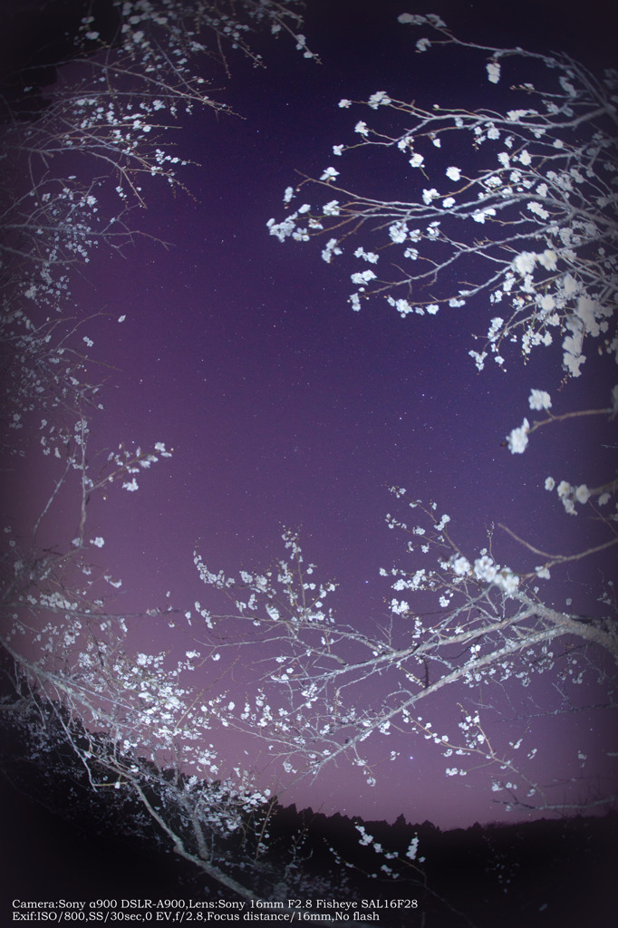 Plum tree and starry sky☆