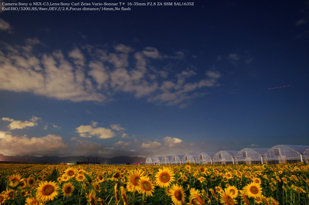 Sunflower field of night☆