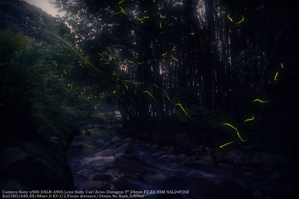 Firefly of hazy moon☆