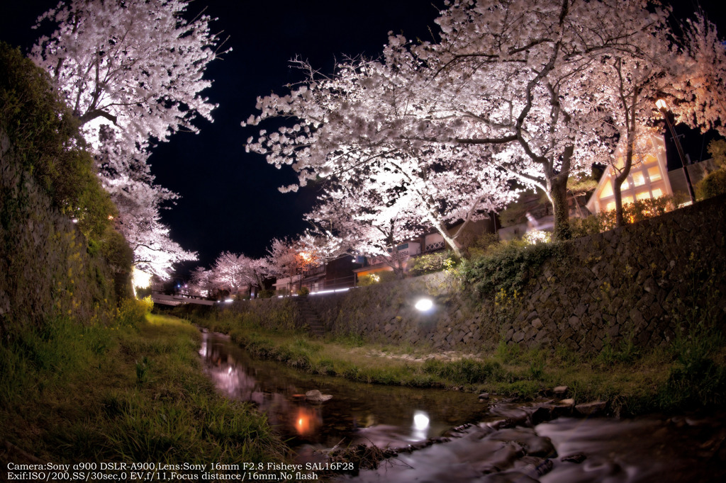 Cherry blossoms in Ichinosaka river☆