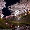 Cherry blossoms in Ichinosaka river☆