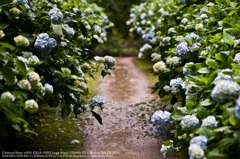 Hydrangea road☆