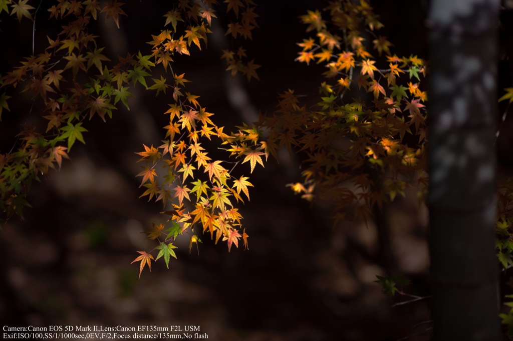 The autumn light☆