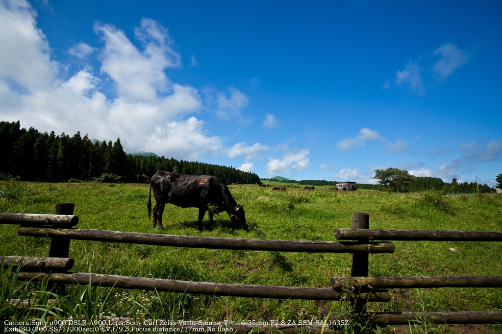 Cattle Grazing☆