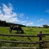 Cattle Grazing☆
