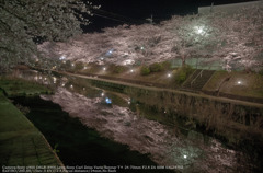 Cherry blossoms in the evening☆