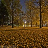 Ginkgo trees line the night☆