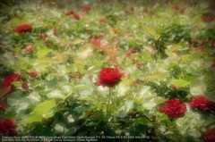 Roses☆