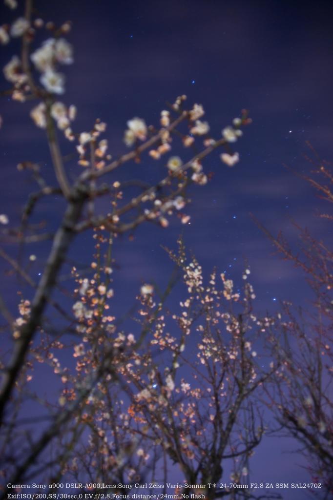 Plum blossoms at night☆