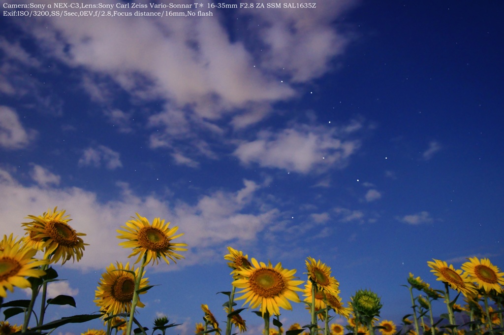 Gogh's night☆