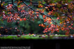 Rain autumnal leaves☆