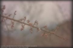 Hidden plum blossoms☆