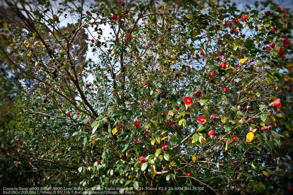 Camellia japonica☆