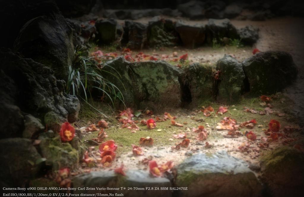 The stairs and camellia☆