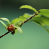 新芽