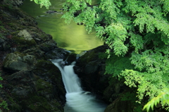 新緑に写る滝