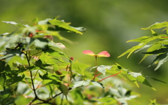 さあ　飛び立つぞ