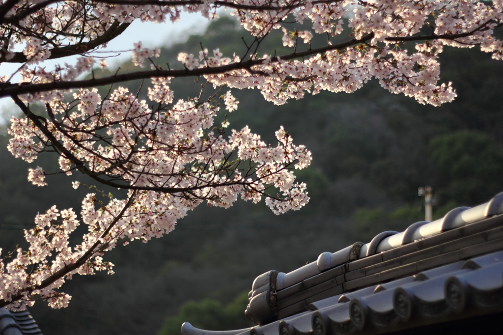 夕待ち桜